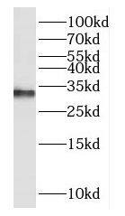 DUSP15 Antibody - BSA Free