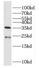DUSP13 Antibody - BSA Free