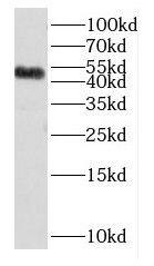 DUSP10 Antibody - BSA Free