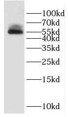 DUS1L Antibody - BSA Free
