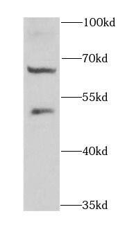 DTX2 Antibody - BSA Free