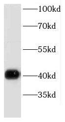 DRG2 Antibody - BSA Free