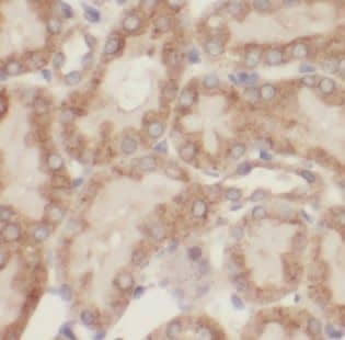 DRG2 Antibody - BSA Free