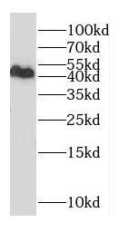 DXO Antibody - BSA Free