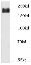 DOCK9 Antibody - BSA Free
