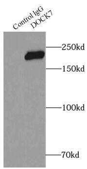 DOCK7 Antibody - BSA Free