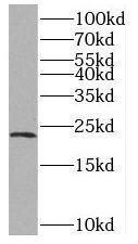 Reticulon 2 Antibody - BSA Free