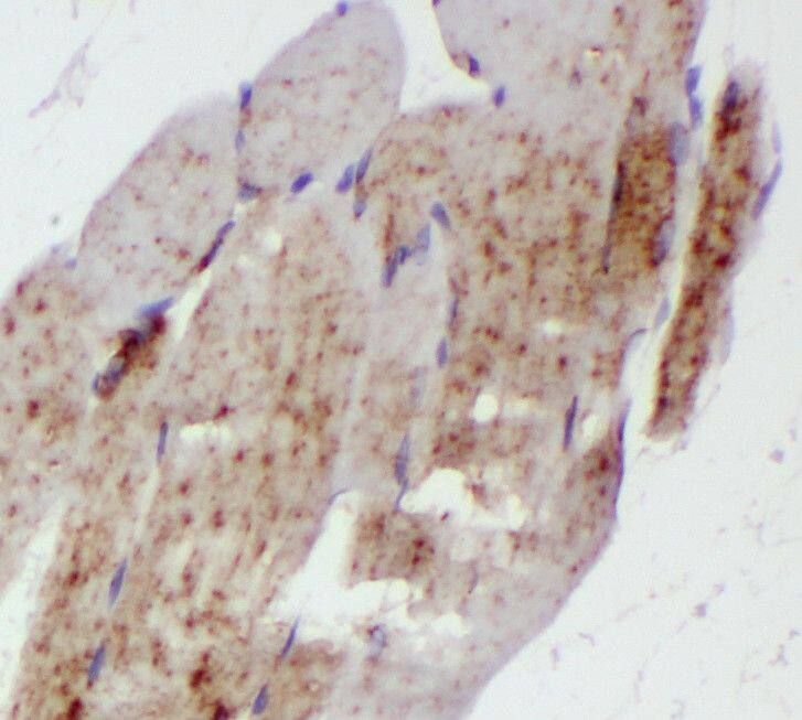 Reticulon 2 Antibody - BSA Free