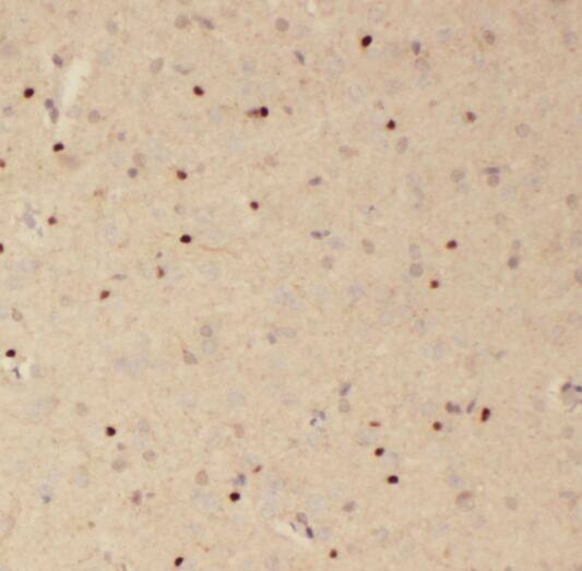 RSPH3 Antibody - BSA Free