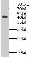 RRP7A Antibody - BSA Free