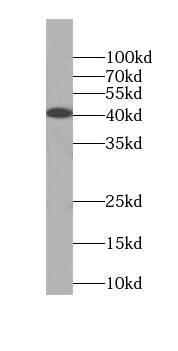 RRP36 Antibody - BSA Free