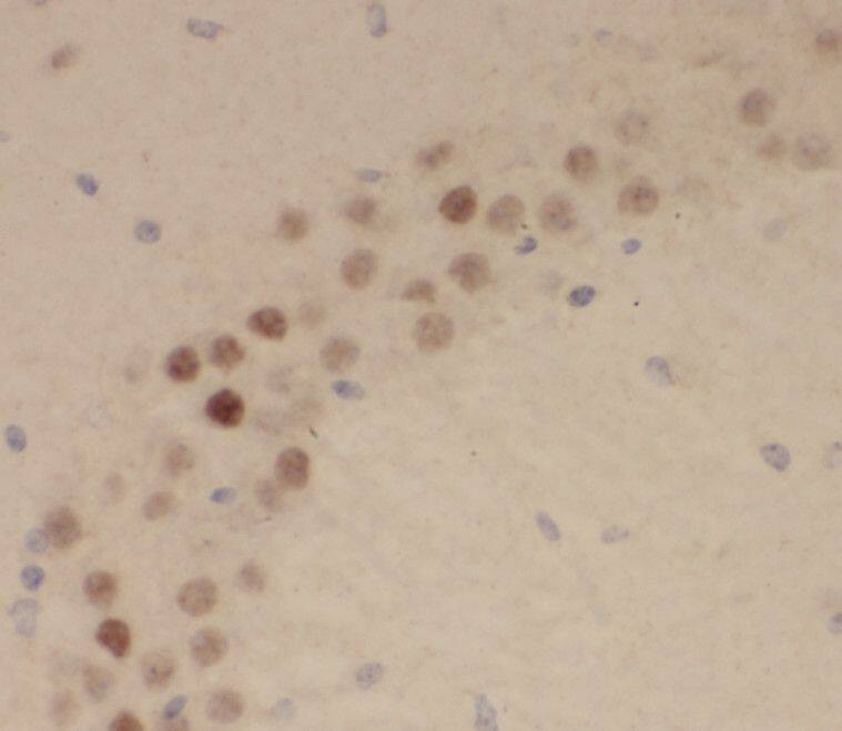 RRAGB Antibody - BSA Free