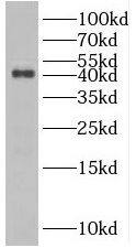RRAGB Antibody - BSA Free
