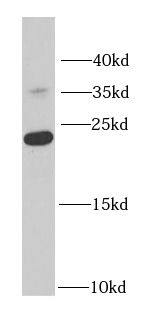 RPS7 Antibody - BSA Free