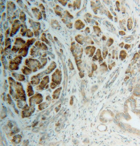 RPS4X Antibody - BSA Free