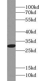 RPS4X Antibody - BSA Free
