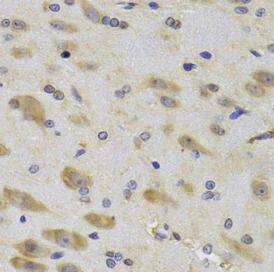 Ribosomal protein S27 Antibody - BSA Free