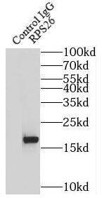 RPS26 Antibody - BSA Free