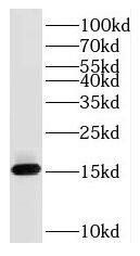 RPS26 Antibody - BSA Free