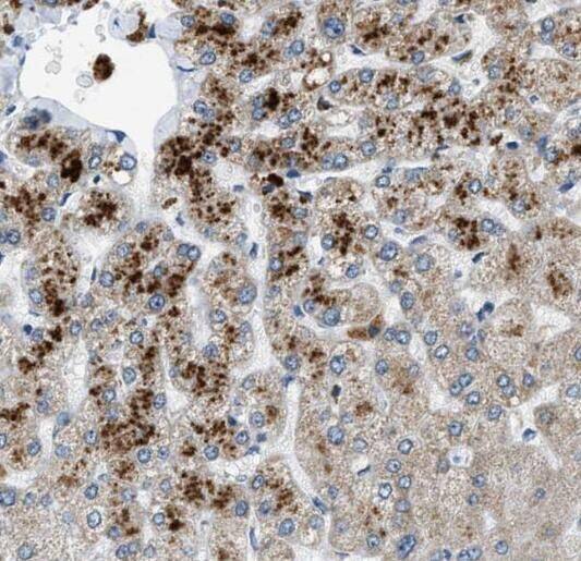 RPS25 Antibody - BSA Free