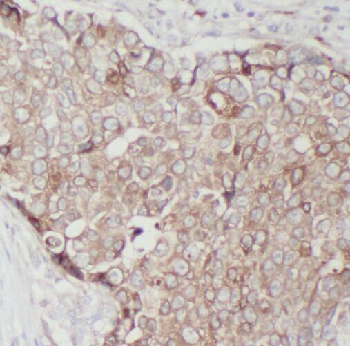 RPS16 Antibody - BSA Free