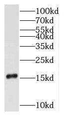RPS16 Antibody - BSA Free