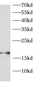 RPS13 Antibody - BSA Free