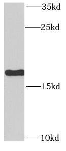 RPLP1 Antibody - BSA Free
