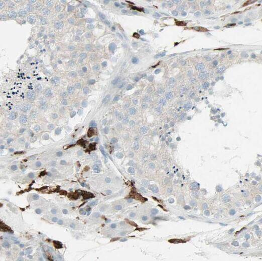 RPL39L Antibody - BSA Free