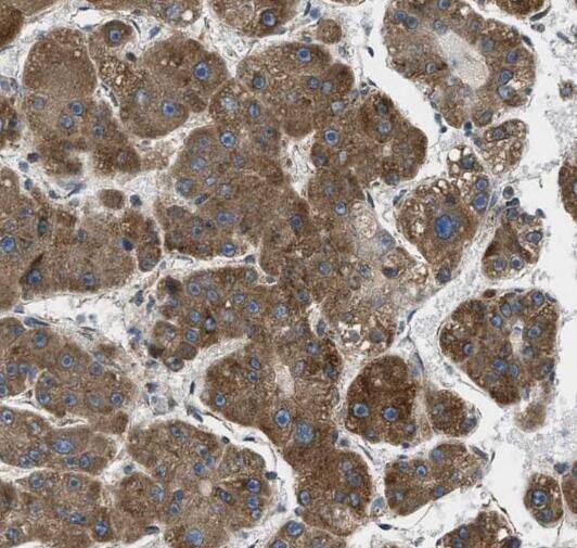 RPL39 Antibody - BSA Free