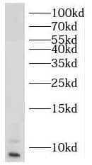 RPL39 Antibody - BSA Free