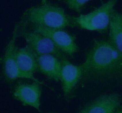 RPL38 Antibody - BSA Free