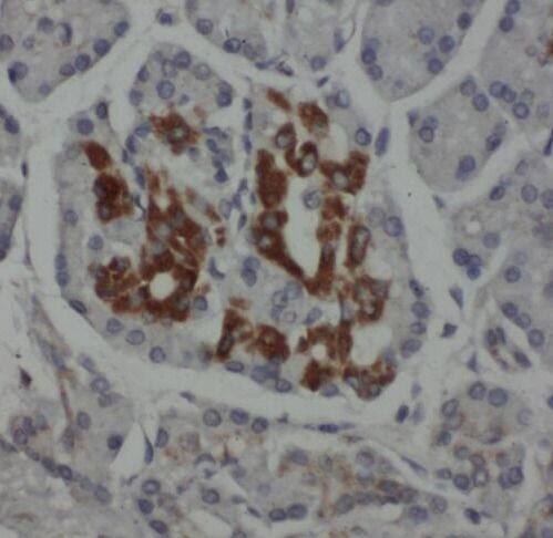 RPL38 Antibody - BSA Free