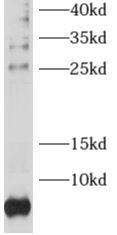 RPL38 Antibody - BSA Free