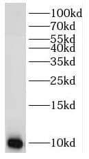 RPL37A Antibody - BSA Free