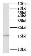 RPL28 Antibody - BSA Free