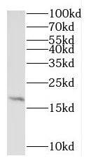 RPL27A Antibody - BSA Free