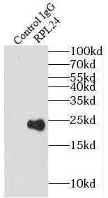 Ribosomal Protein L24 Antibody - BSA Free
