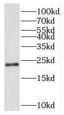 Ribosomal Protein L24 Antibody - BSA Free