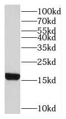 RPL22 Antibody - BSA Free