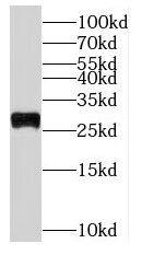 RPL19 Antibody - BSA Free