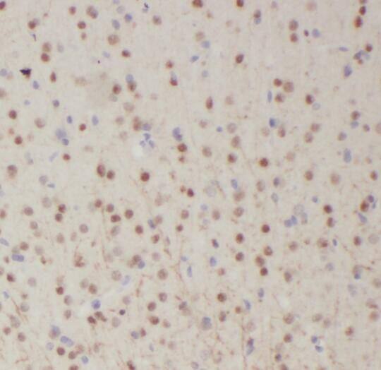 RPL19 Antibody - BSA Free