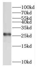 RPL15 Antibody - BSA Free