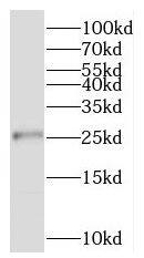 RPL13A Antibody - BSA Free
