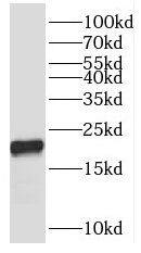 RPL12 Antibody - BSA Free