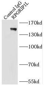 RPGRIP1L Antibody - BSA Free