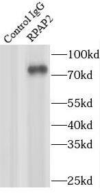 RPAP2 Antibody - BSA Free