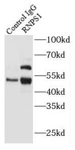 RNPS1 Antibody - BSA Free