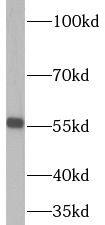 RNMT Antibody - BSA Free