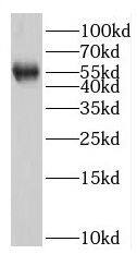 RNFT2 Antibody - BSA Free